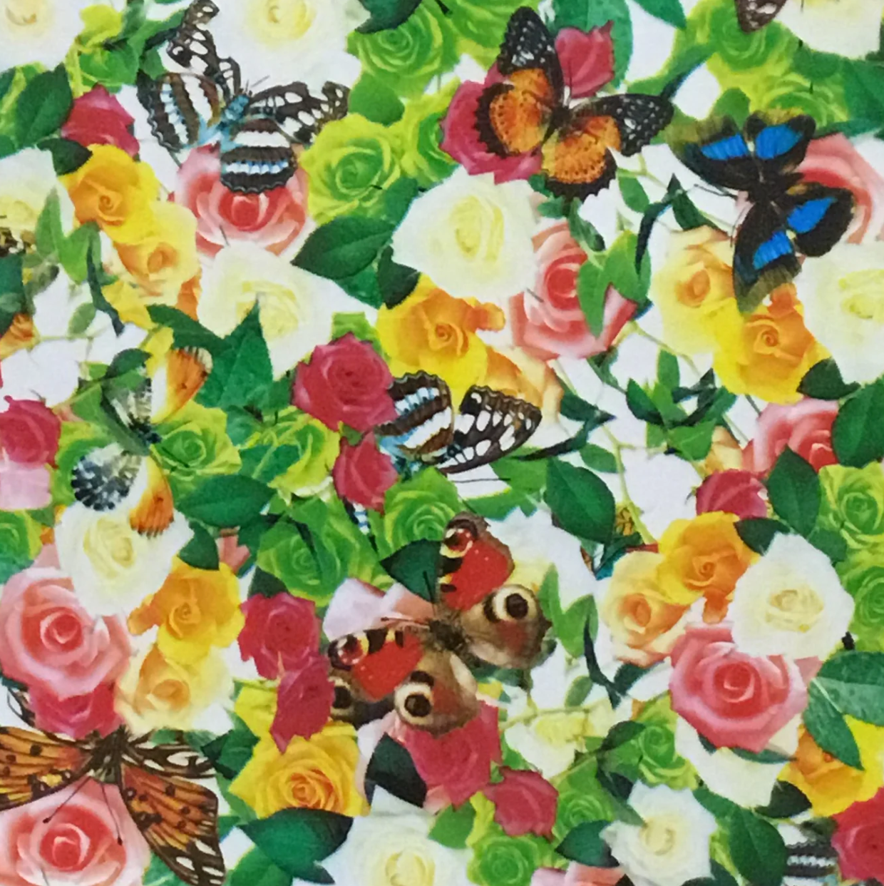 BUTTERFLY GARDEN