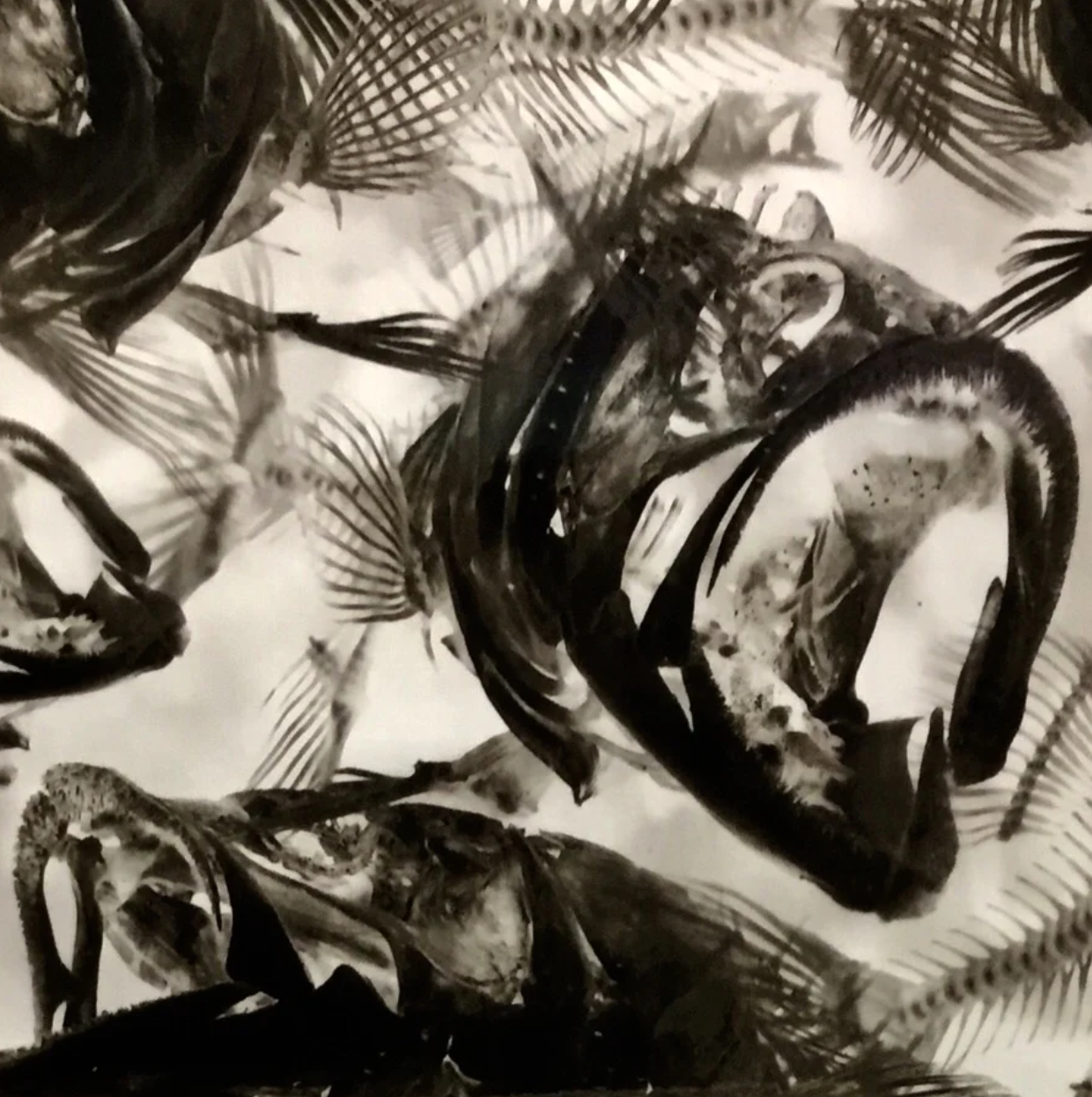 FISH XRAY