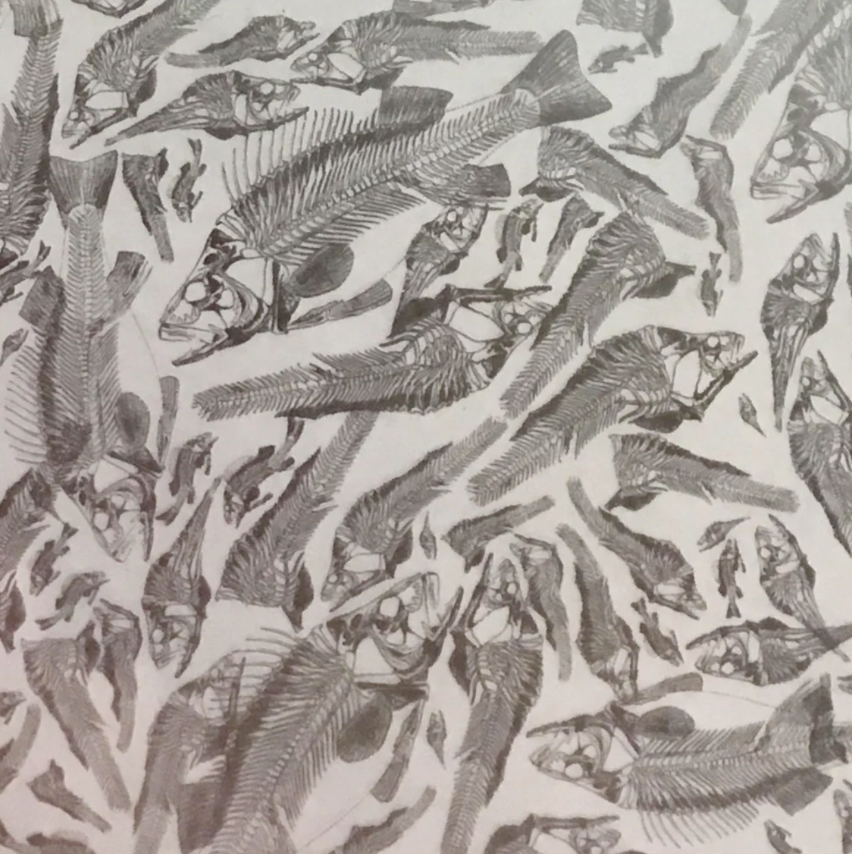 SILVER CLEAR FISH BONES