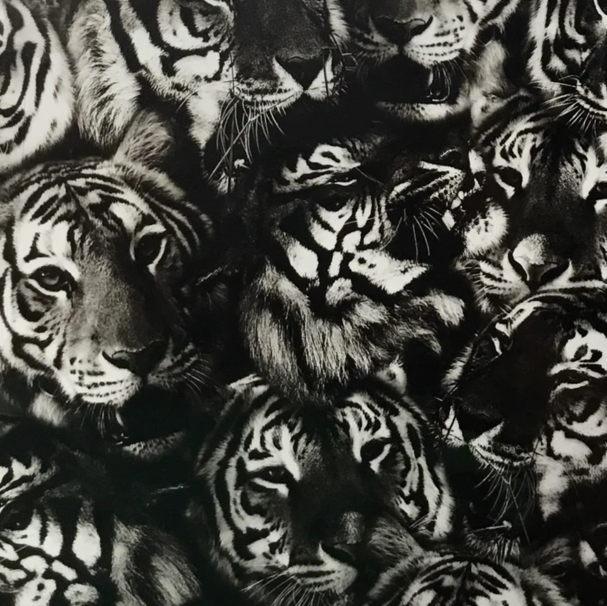 TIGER HEADS