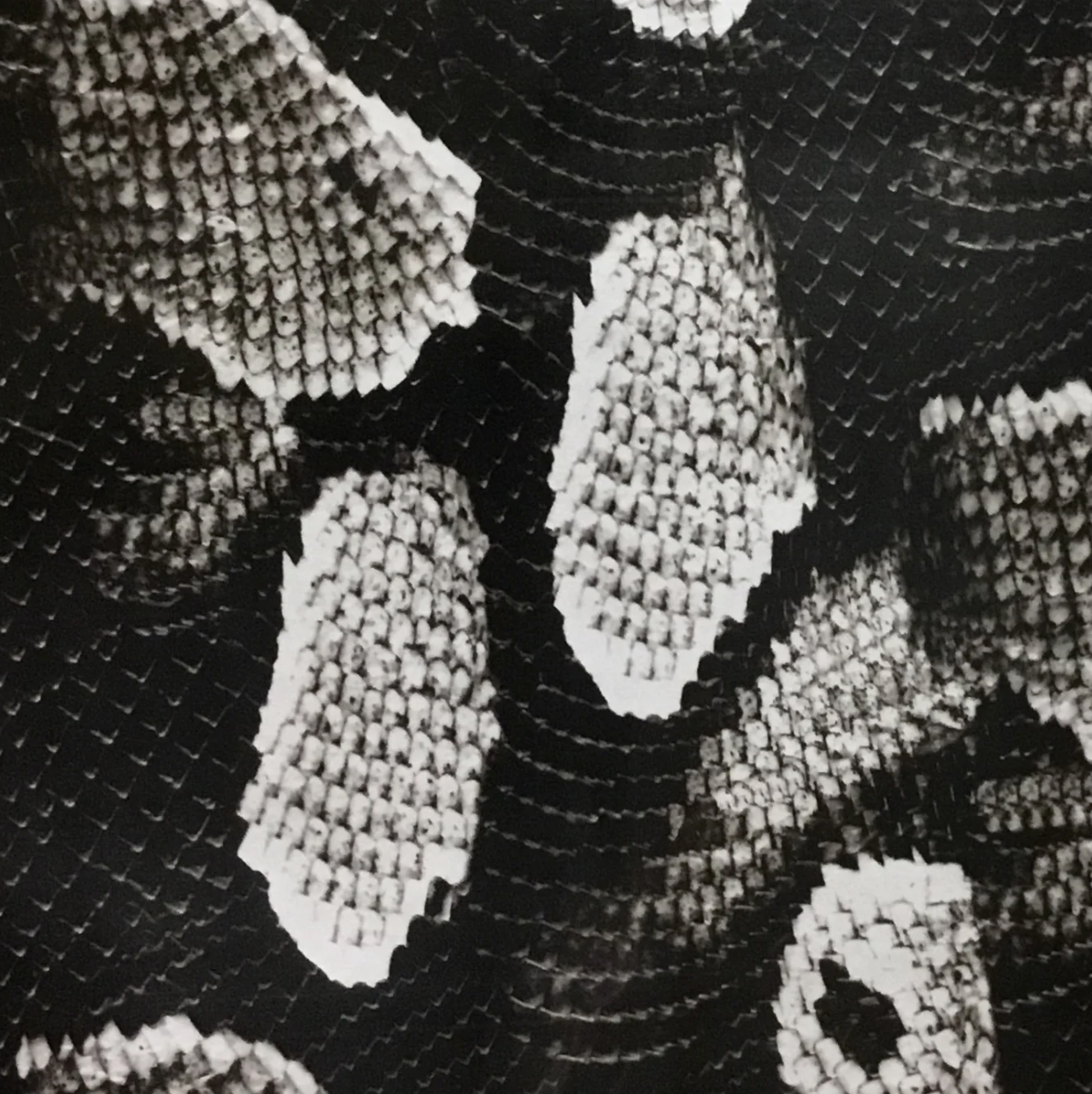 TRANSPARENT BOA