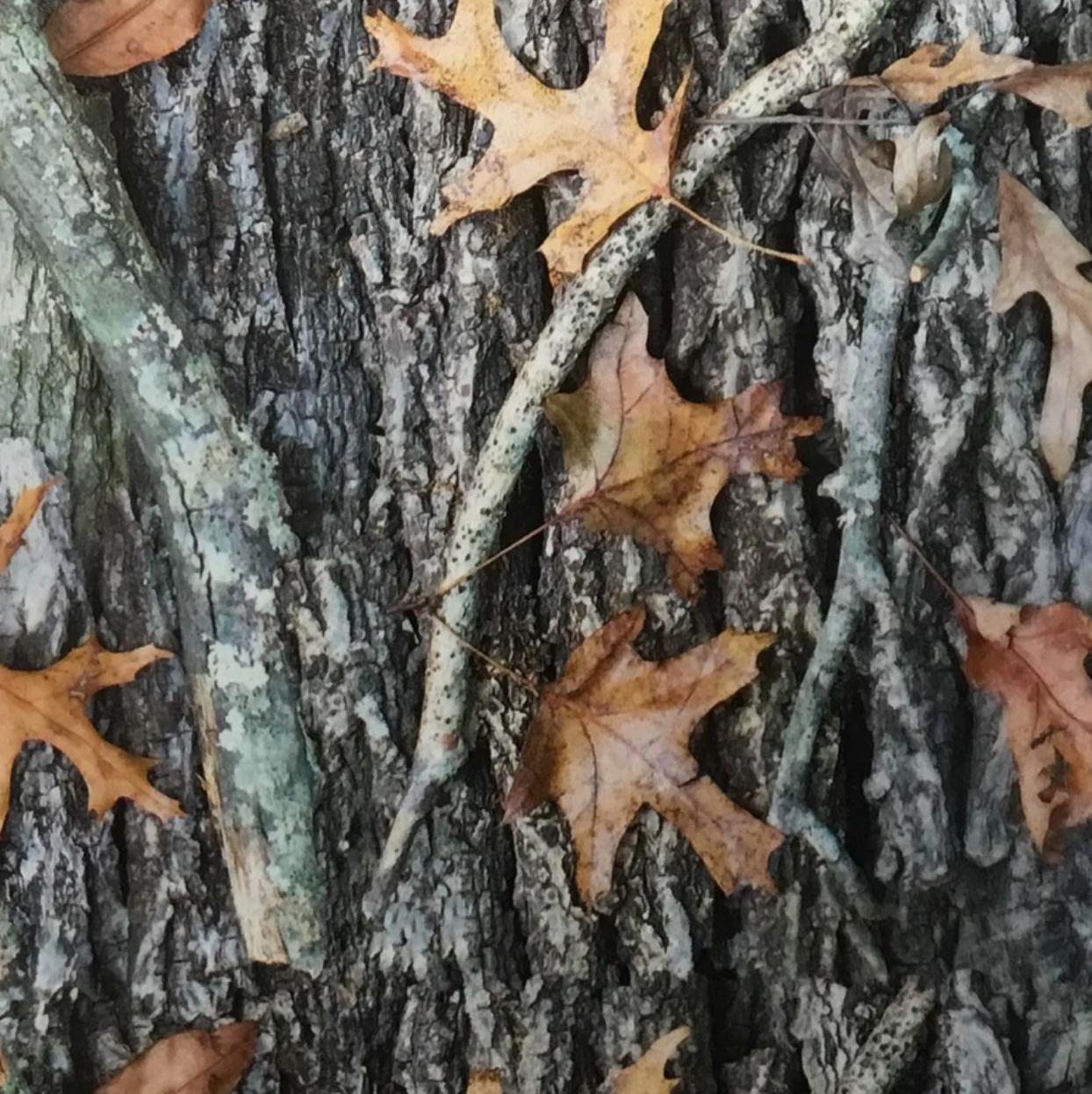 OAK LEAVES CAMO