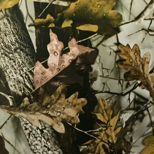 DARK NEW FALL LEAVES