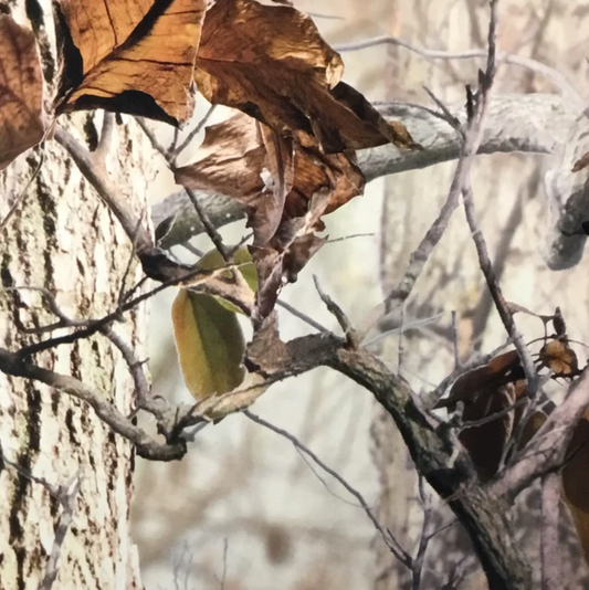 REAL WOODS TREE CAMO
