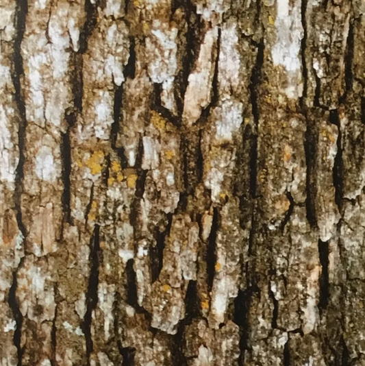 TREE BARK