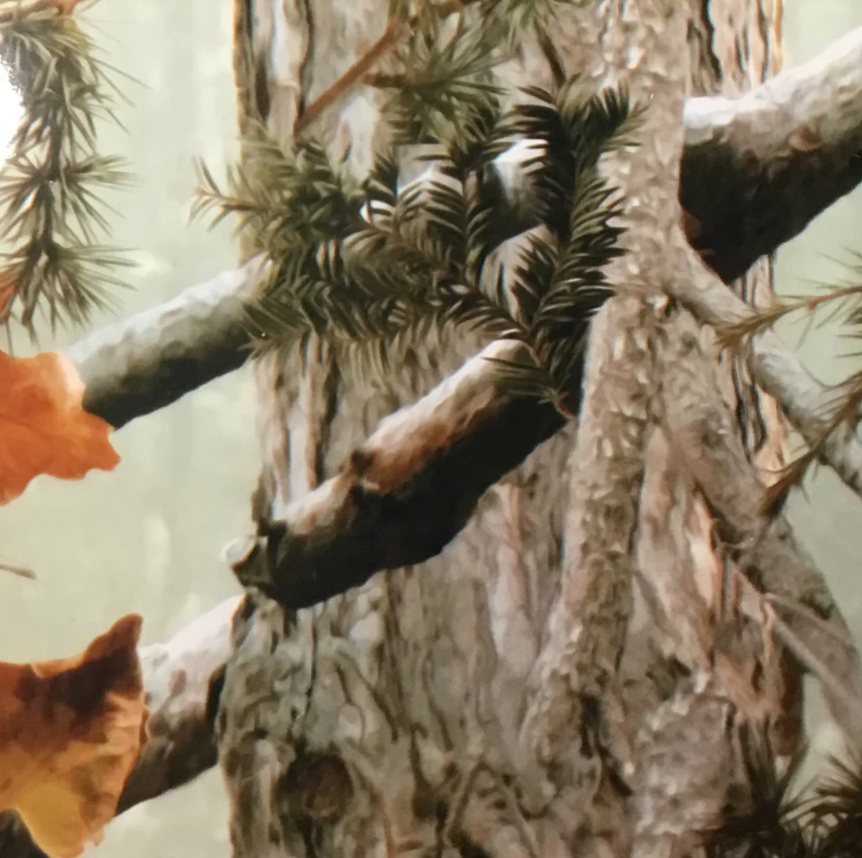 TREES IN FALL